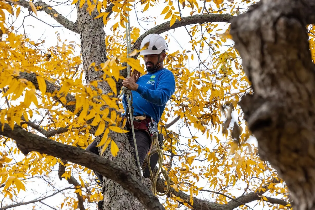 Skilled Tree Planting crew working in Lucerne Valley