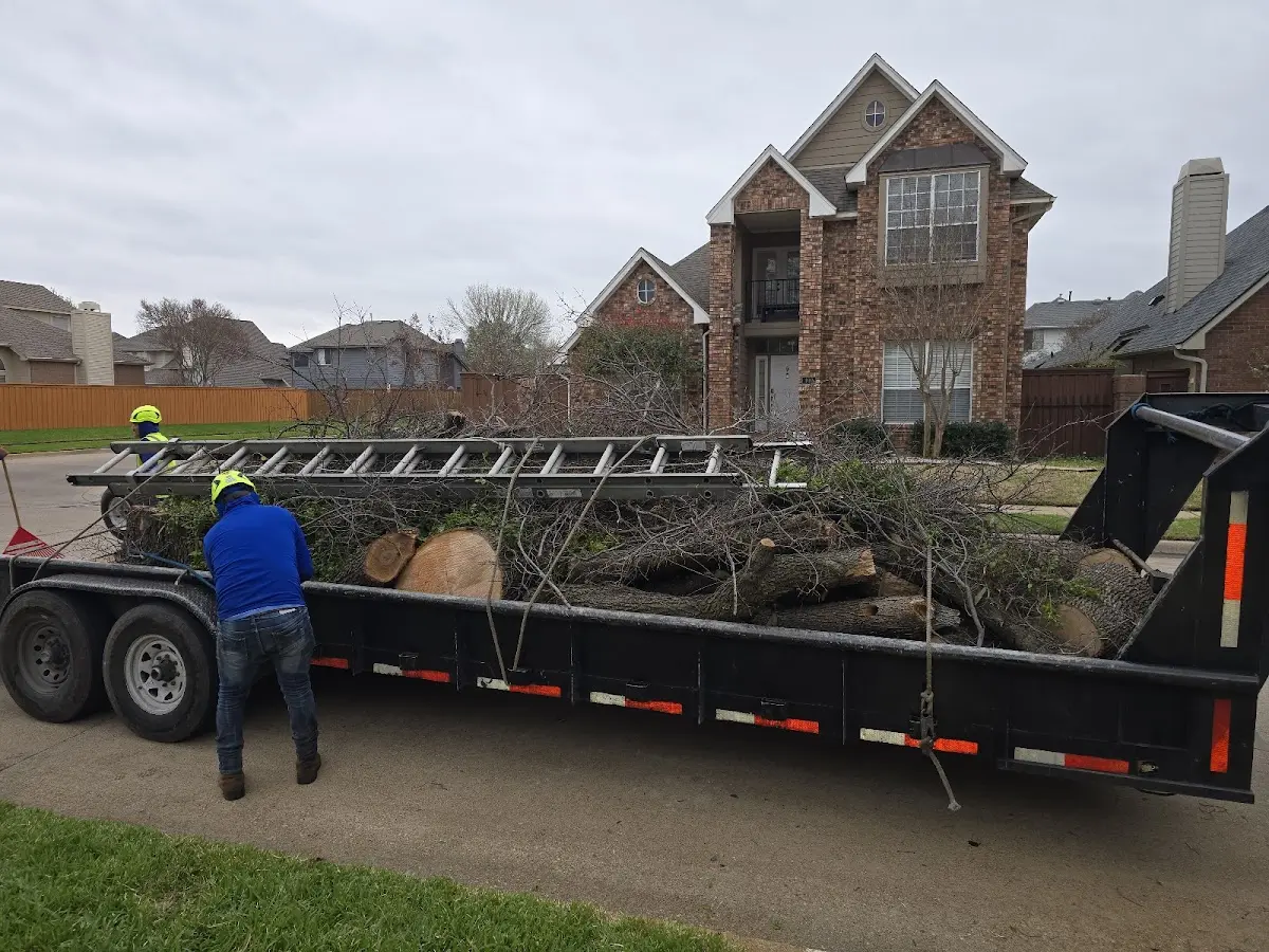 Expert Tree Removal with proper safety equipment in Lucerne Valley